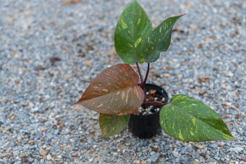 Closeup to big size of philodendron Orange princess in the pot 