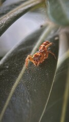 Cosmophasis bitaeniata is a species of jumping spider found in Indonesia, Papua New Guinea, Australia, Micronesia, and Fiji
