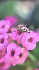 a species of jumping spider found in Indonesia,