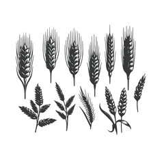 Set of minimalistic flat design wheat silhouettes. Hand drawn vector illustration ,Vector silhouette of wheat. Silhouette. Wheat in the field on a white background.