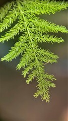 Asparagus setaceus Gessop Asparagus fern