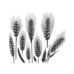 Set of minimalistic flat design wheat silhouettes. Hand drawn vector illustration ,Vector silhouette of wheat. Silhouette. Wheat in the field on a white background.