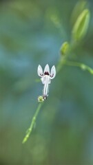 Andrographis paniculata (Burm.f.) Nees Sambiloto