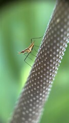 Telostylinus angusticollis is a fly in the family Neriidae of the insect order Diptera. They are typically found on the east coast of Australia near rotting vegetation