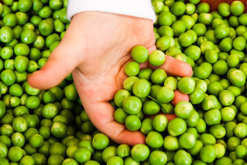 Child hand playing with a pile of fresh green peas on a wooden surface.