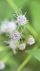 Fhoto of Gynura crepidioides also called ebolo flower