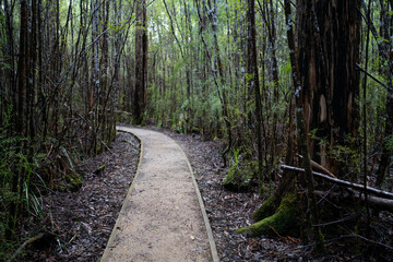 toddler hiking in the forest in winter wearing a beanie, walking on a trail in the australian bush. child exploring in nature and studying the environment and learning while exploring