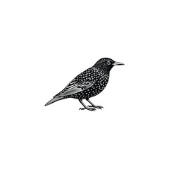 Asian koel bird(Eudynamys scolopaceus) on white background. Birds. Animals. Easy editable layered vector illustration.