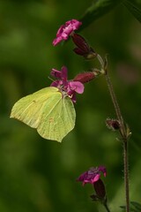 Close-up vertical shot of a Brimstone butterfly feeding from a pink flower against blur background