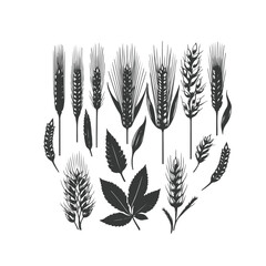Set of minimalistic flat design wheat silhouettes. Hand drawn vector illustration ,Vector silhouette of wheat. Silhouette. Wheat in the field on a white background.