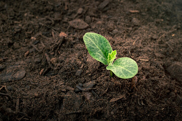 Green young plant growing from the ground