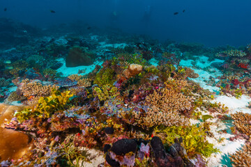 Maldives 2023