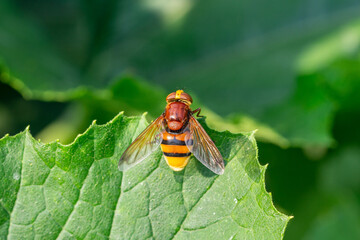 Close up of Volucella zonaria, the hornet mimic hoverfly in summer