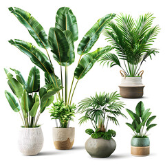 Set of indoor flower pots on a white background.