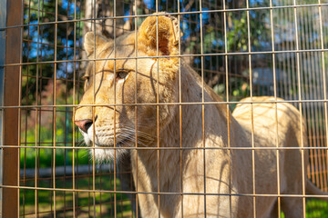 portrait of a female lion in a cage at the zoo in cyprus