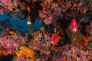 Naklejka premium Maldives 2023