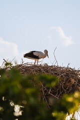 Storks standing on a large nest made of twigs and branches, situated on top of a red brick chimney.