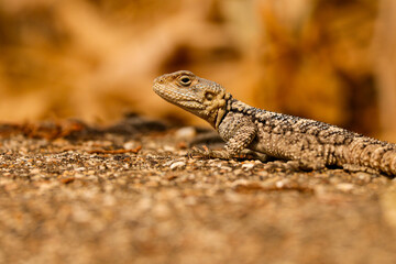 lizard on a stone