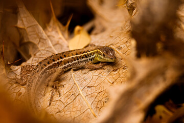lizard on a tree