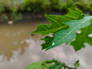 a small spider perched on a papaya leaf against the backdrop of murky river water