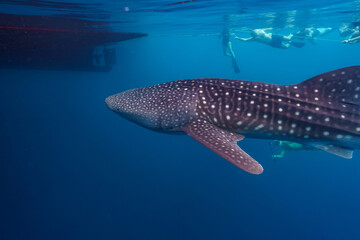 Maldives 2023