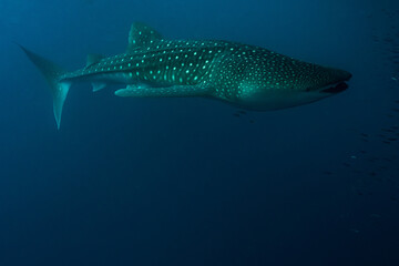 Maldives 2023