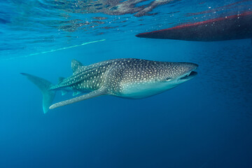 Maldives 2023