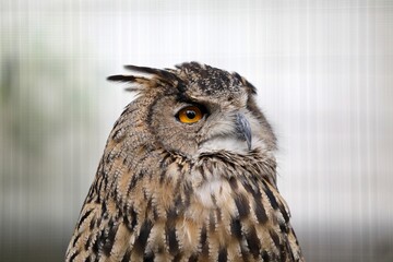 見上げるワシミミズクの顔のアップ