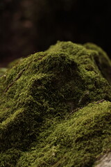 moss on the stone
