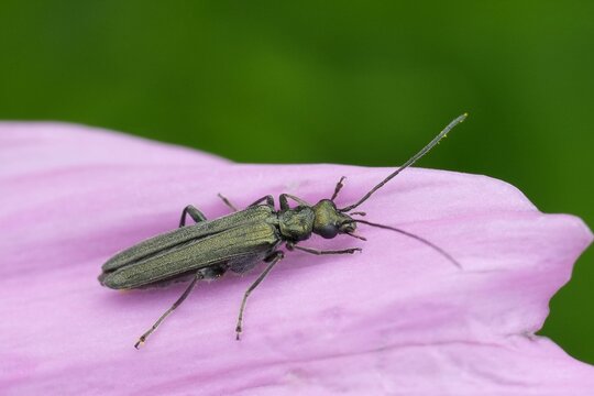 Closeup on a metallic green false oil beetle, Oedemera lurida or virescens, on pink petal