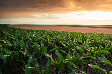  Sunrise over a field of young corn.