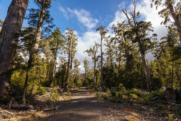 Old Growth Logging in Southwest National Park Tasmania Australia