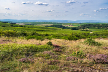 Fototapeta premium View of the hilly landscape of Rheinhessen with its vineyards