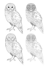 Detailed owl bird drawing Line Art coloring book realistic clipart design wild animal doodle graphic black white contour sketch outline print feathers ornamental pattern digital printable page	
