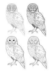 Detailed owl bird drawing Line Art coloring book realistic clipart design wild animal doodle graphic black white contour sketch outline print feathers ornamental pattern digital printable page 