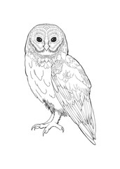Detailed owl bird drawing Line Art coloring book realistic clipart design wild animal doodle graphic black white contour sketch outline print feathers ornamental pattern digital printable page png
