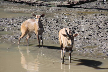 Impalas am Fluss