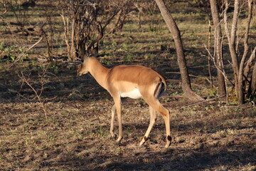 Impala