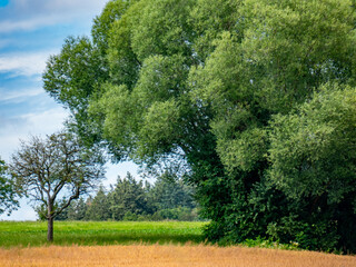 Einzelner baum im Feld