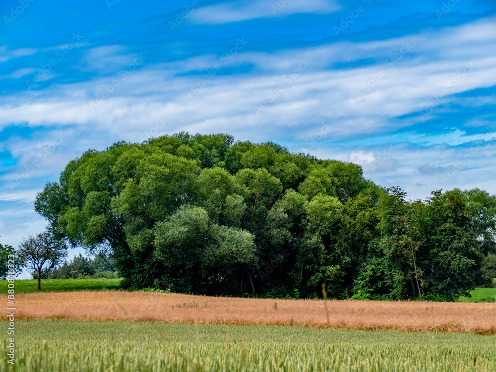 Wall mural Einzelner baum im Feld