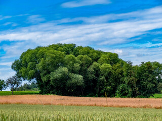 Einzelner baum im Feld