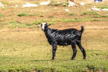 Fototapeta premium goat is feeding at the meadow