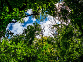 Sonnenlicht im Baum