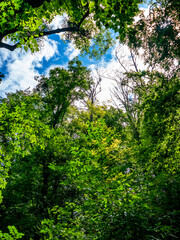 Sonnenlicht im Baum