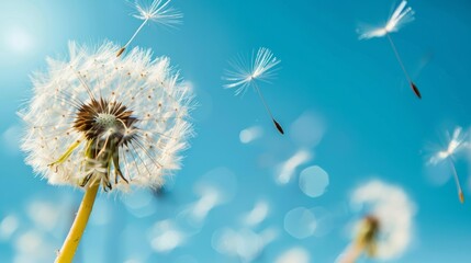 Obraz premium Dandelion Seeds Floating in the Wind