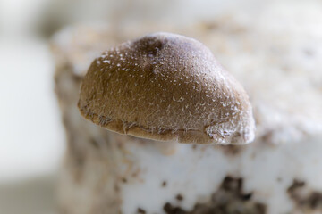 shiitake mushroom in a mushroom farm