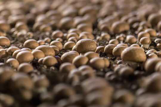 button mushrooms in a mushroom farm