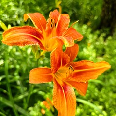 orange tiger lily