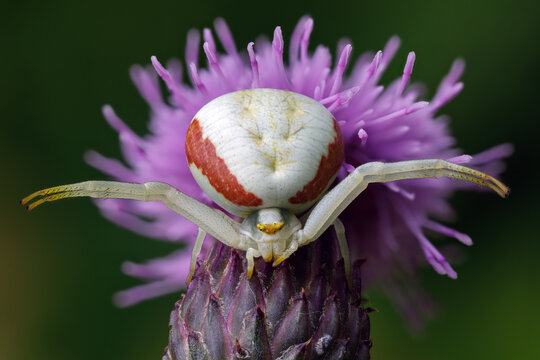 Ver&auml;nderliche Krabbenspinne - Misumena vatia
