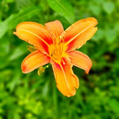 orange tiger lily
